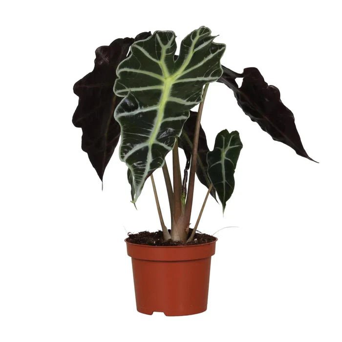 Alocasia Amazonica Polly pflegen: Standort & Tipps