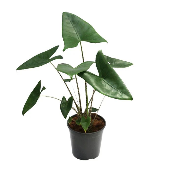 toronto bonsai tree Mini Bonsai | Flower Delivery Toronto | Flower Shop Toronto main image 1