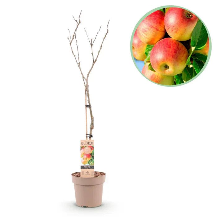 obstbaum düngen frühjahr Obstbaumdünger - Mineralischer NPK Flüssigdünger mit Stickstoff main image 1