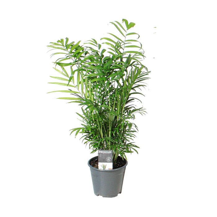 knstlichen tannenbaum kaufen Knstlicher Weihnachtsbaum mit natrlichem Look  120 cm