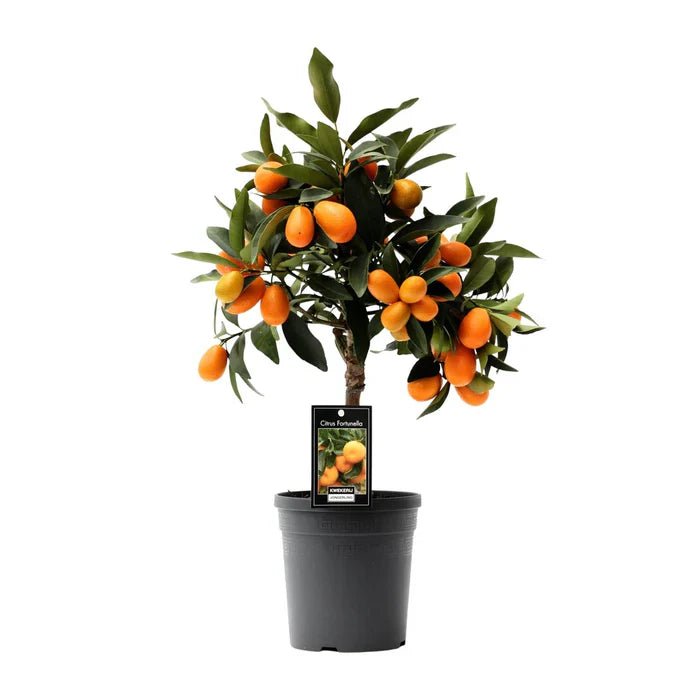 Citrus Kumquat pflegen: Tipps fr die Zwergorange