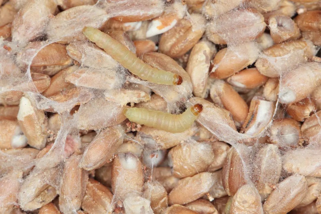 Der Lebenszyklus von Schlupfwespen - Green Guardia - Ihr Experte für Schädlinge und Pflanzen