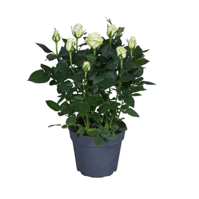 Weie Rosen pflegen: Tipps fr Standort, Gieen & Blte