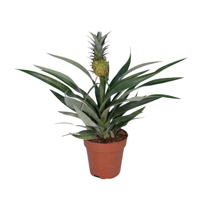 Zierananas pflegen: Tipps fr die Bromelia Ananas