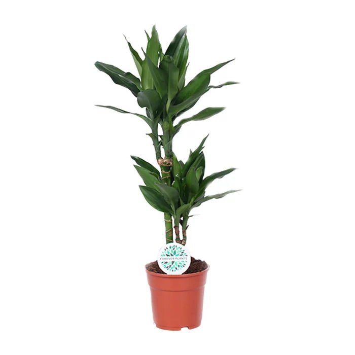 Dracaena Janet Lind pflegen: Standort, Gieen & Tipps