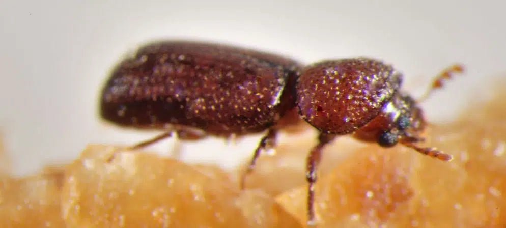 Effektive Methoden zur Bekämpfung der Getreidekapuzine - Green Guardia - Ihr Experte für Schädlinge und Pflanzen