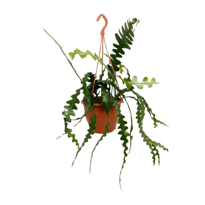 compo rasensamen mit dünger COMPO EXPERT Rasen Floranid® mit Unkrautvernichter – Düngerprofi24 main image 1