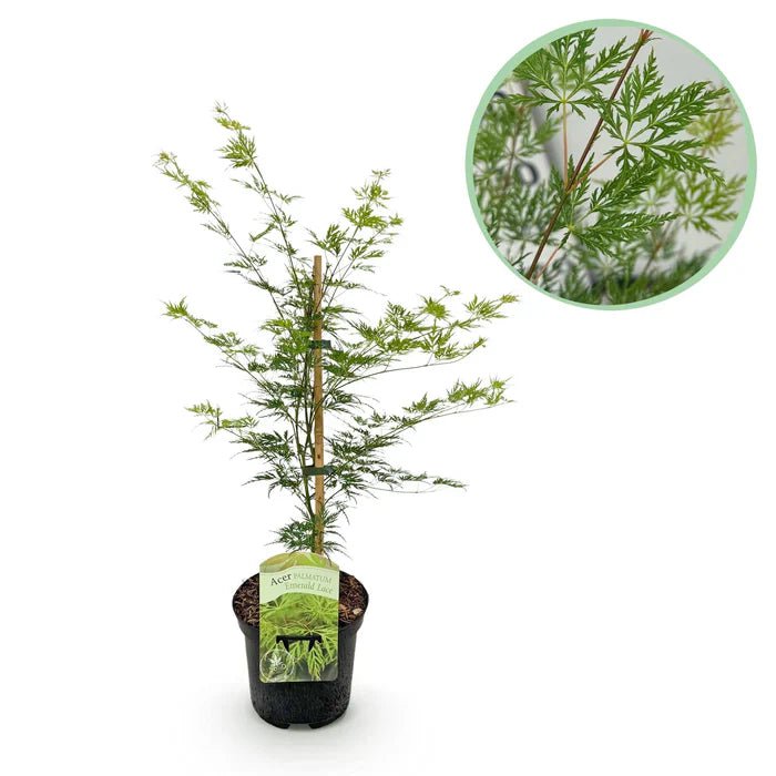 kirschlorbeer novita höhe Prunus laurocerasus 'Novita' auf Stamm main image 1