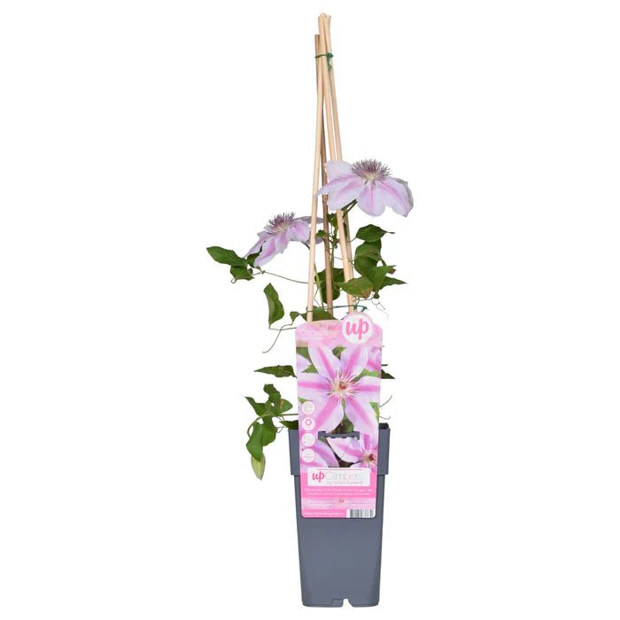 Caring for Clematis 'Nelly Moser' – Location & Flowering