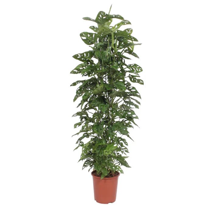 philodendron splash Philodendron Hederaceum ‘Cream Splash’ 3” main image 1