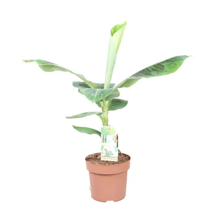 Musa Dwarf Cavendish  Zwergbanane | Pflege-Ratgeber