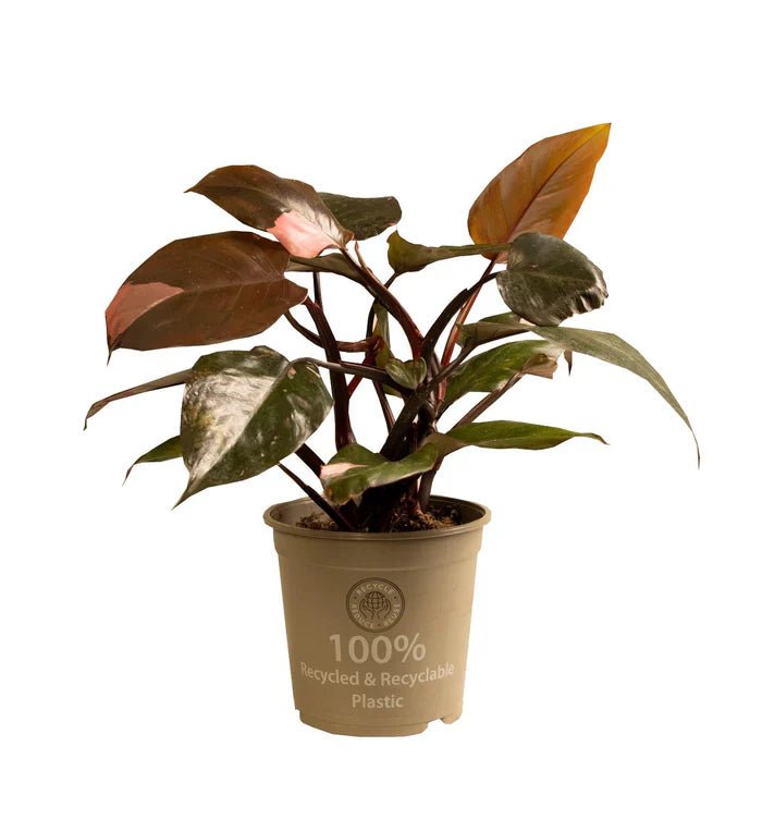 Philodendron Pink Princess pflegen: Tipps fr rosa Bltter