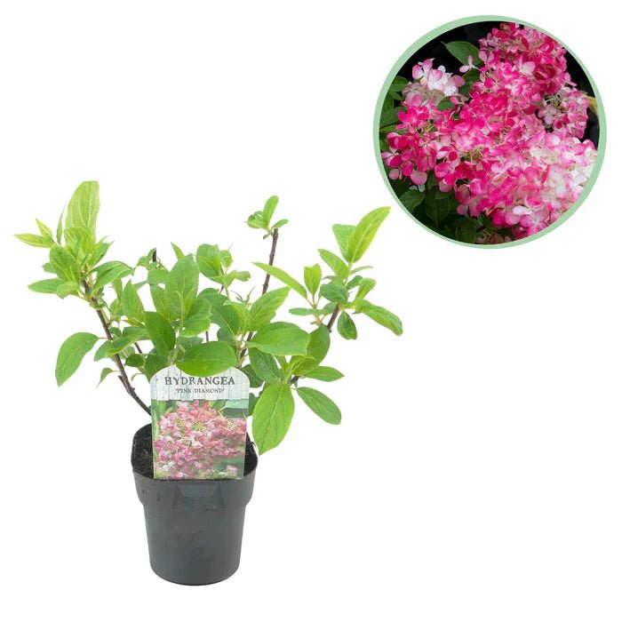 Rispenhortensie Pink Diamond pflegen