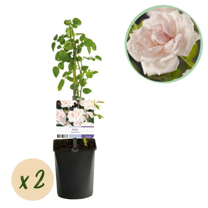 Rosa ‘New Dawn’ pflegen – elegante Kletterrose mit hellrosa Blüten - Green Guardia - Ihr Experte für Schädlinge und Pflanzen