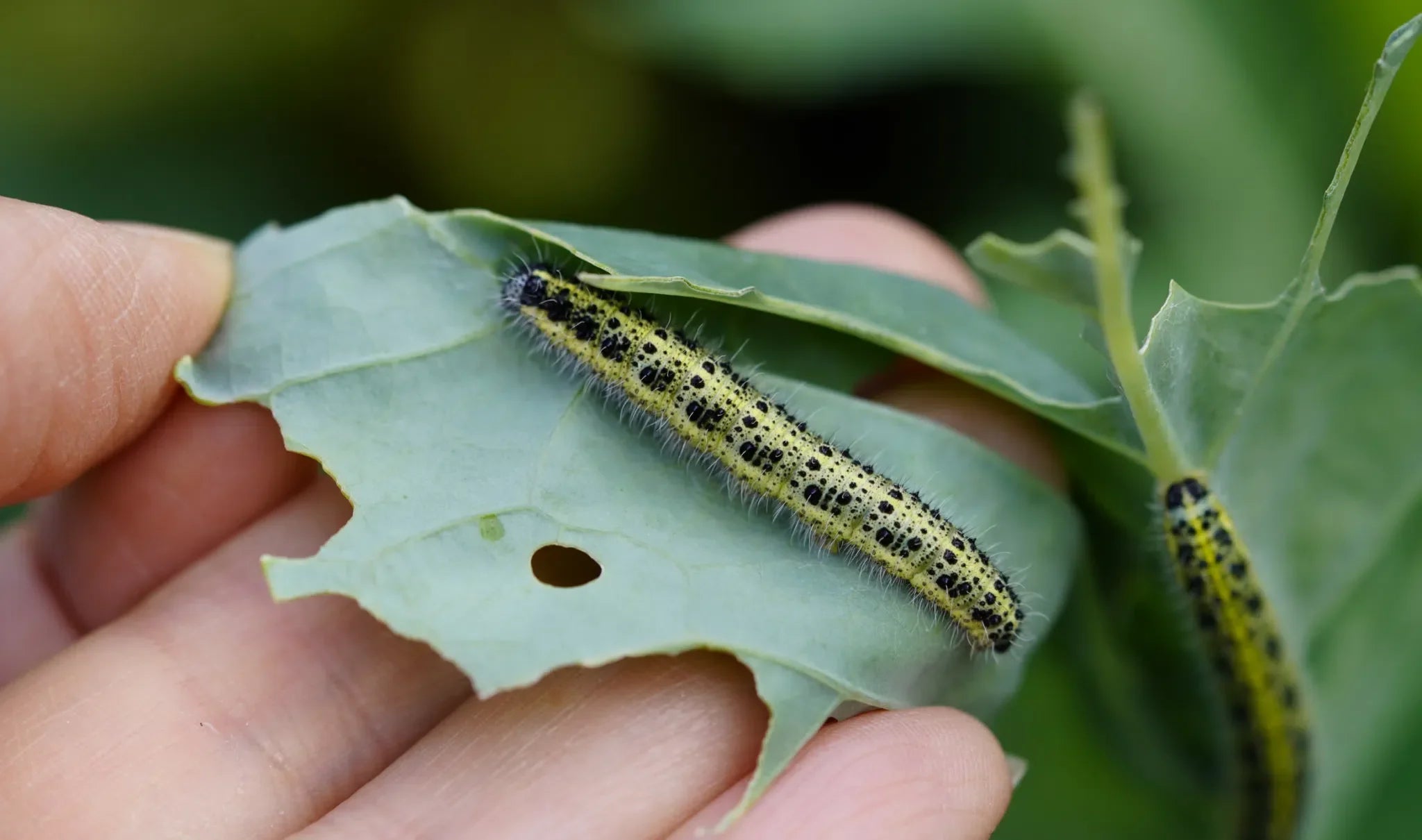 Schadschmetterlinge an Gemüse effektiv bekämpfen: Natürliche und umweltfreundliche Methoden