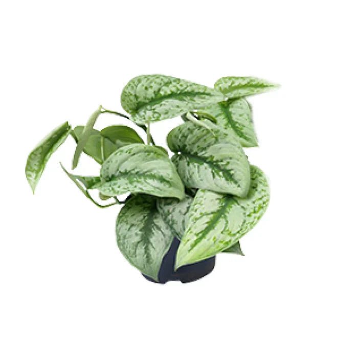 dracena green white 4in Dracaena White Stripe main image 1