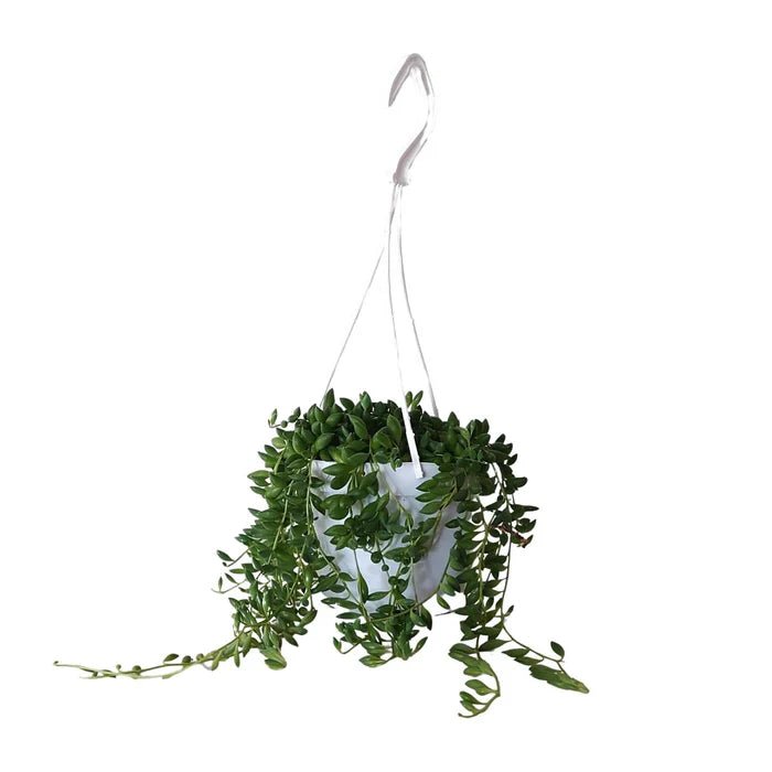 Erbsenpflanze pflegen: Tipps fr die Senecio Herreianus