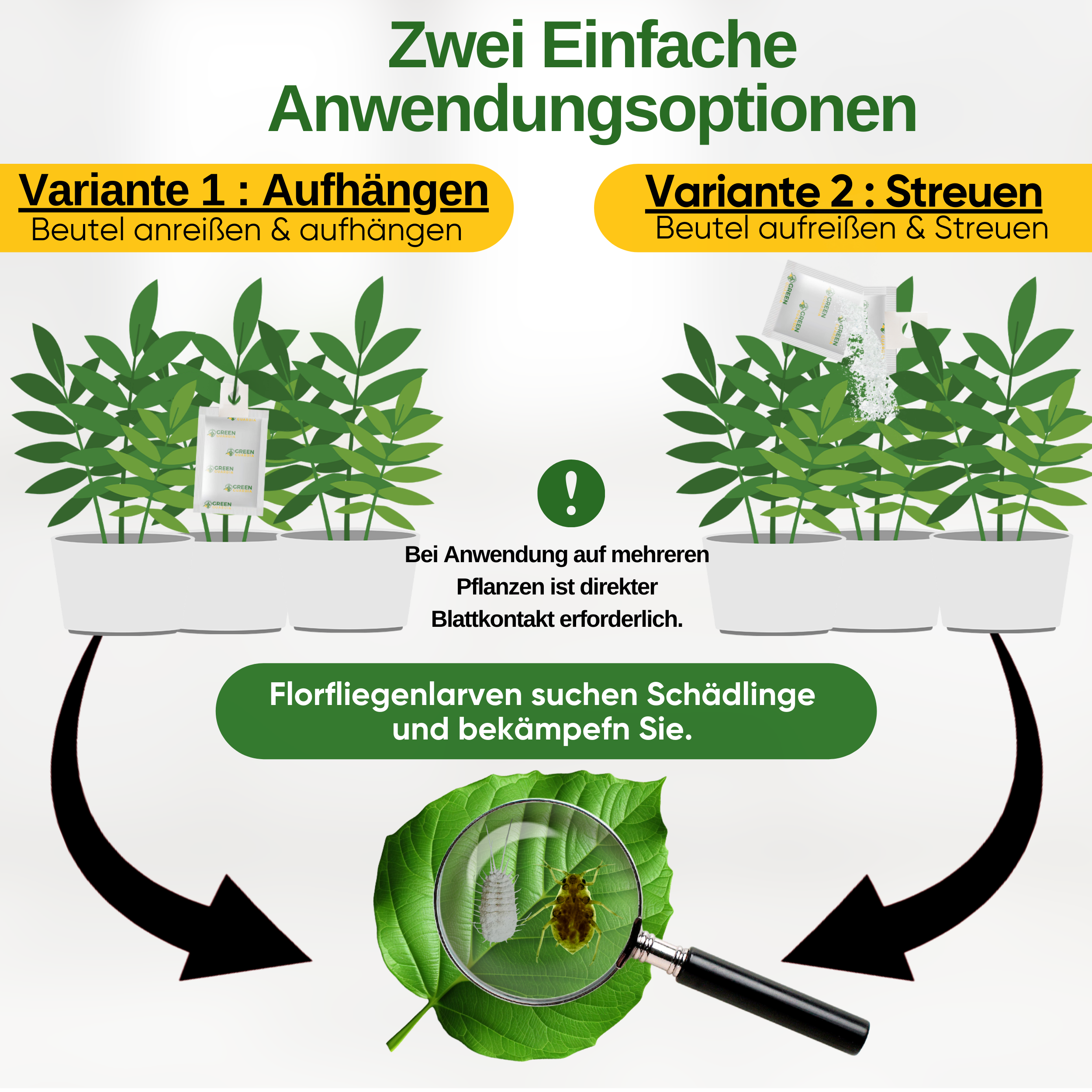 Lacewing larvae eggs against aphids, mealybugs for hanging or scattering