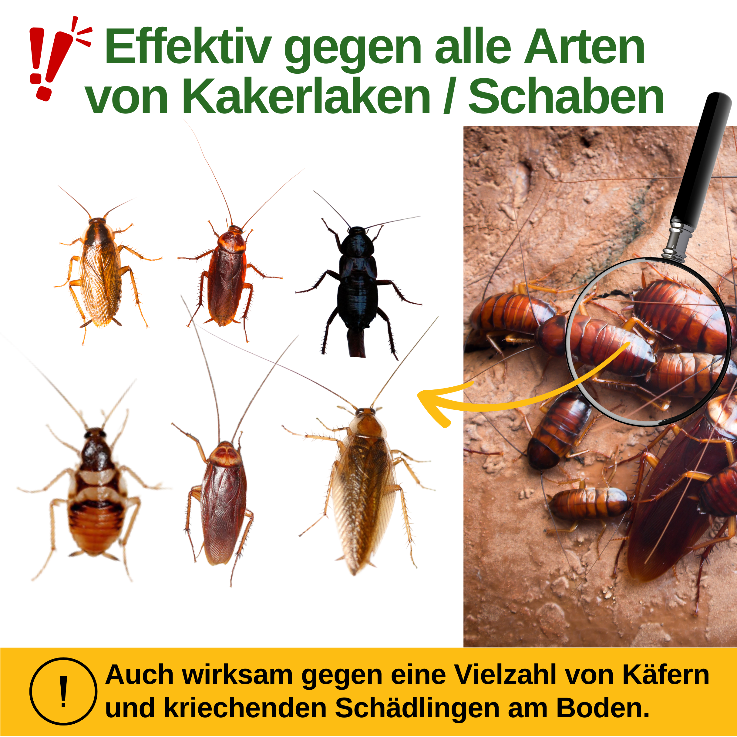 Cockroach trap with special attractant