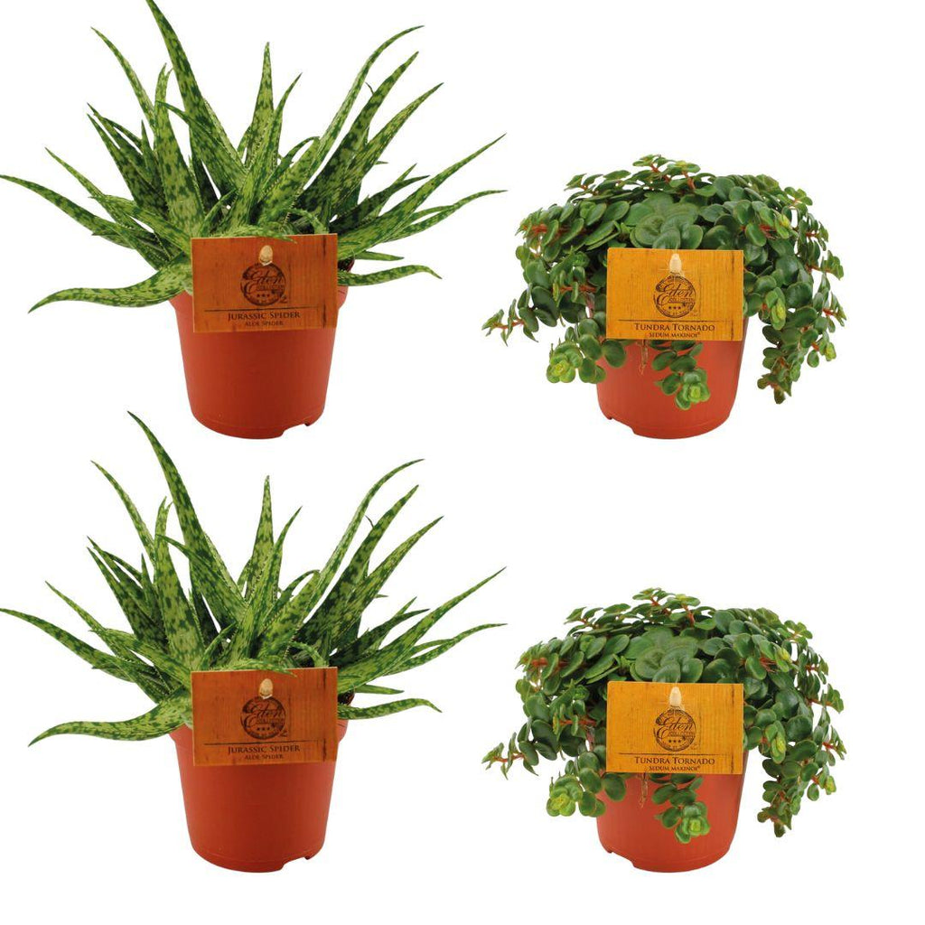 2x Aloe 'Spider' & 2x Sedum 'Tornado' – 4 Pflanzen – 10,5 cm Topf, 10