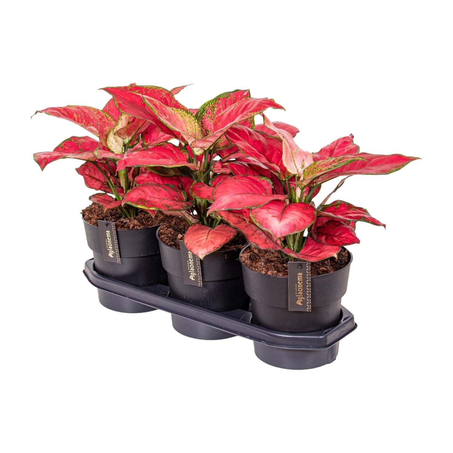Aglaonema – Kolbenfaden - verschieden Farben - 35 - 80 cm - Green Guardia - Ihr Experte für Schädlinge und Pflanzen