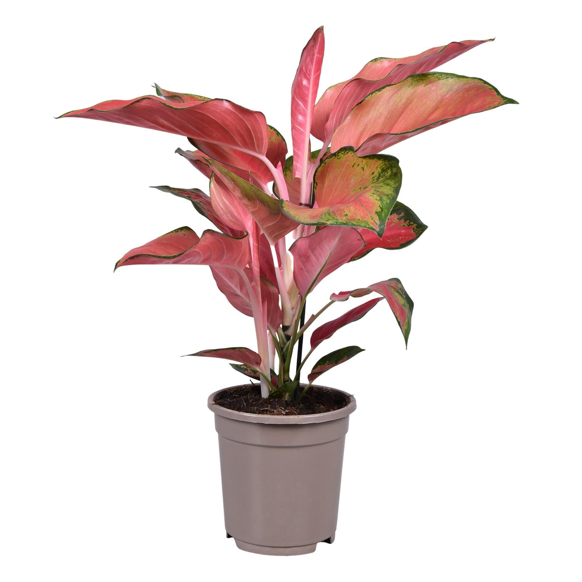Aglaonema – Kolbenfaden - verschieden Farben - 35 - 80 cm - Green Guardia - Ihr Experte für Schädlinge und Pflanzen