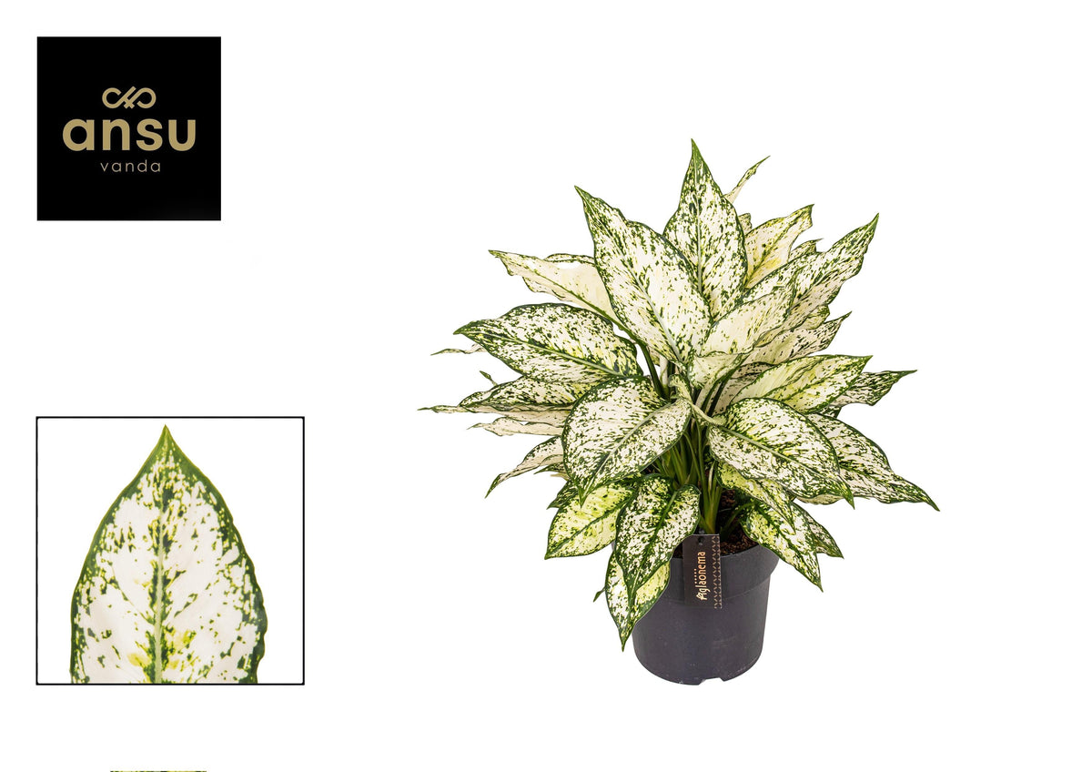 Aglaonema – Kolbenfaden - verschieden Farben - 35 - 80 cm - Green Guardia - Ihr Experte für Schädlinge und Pflanzen