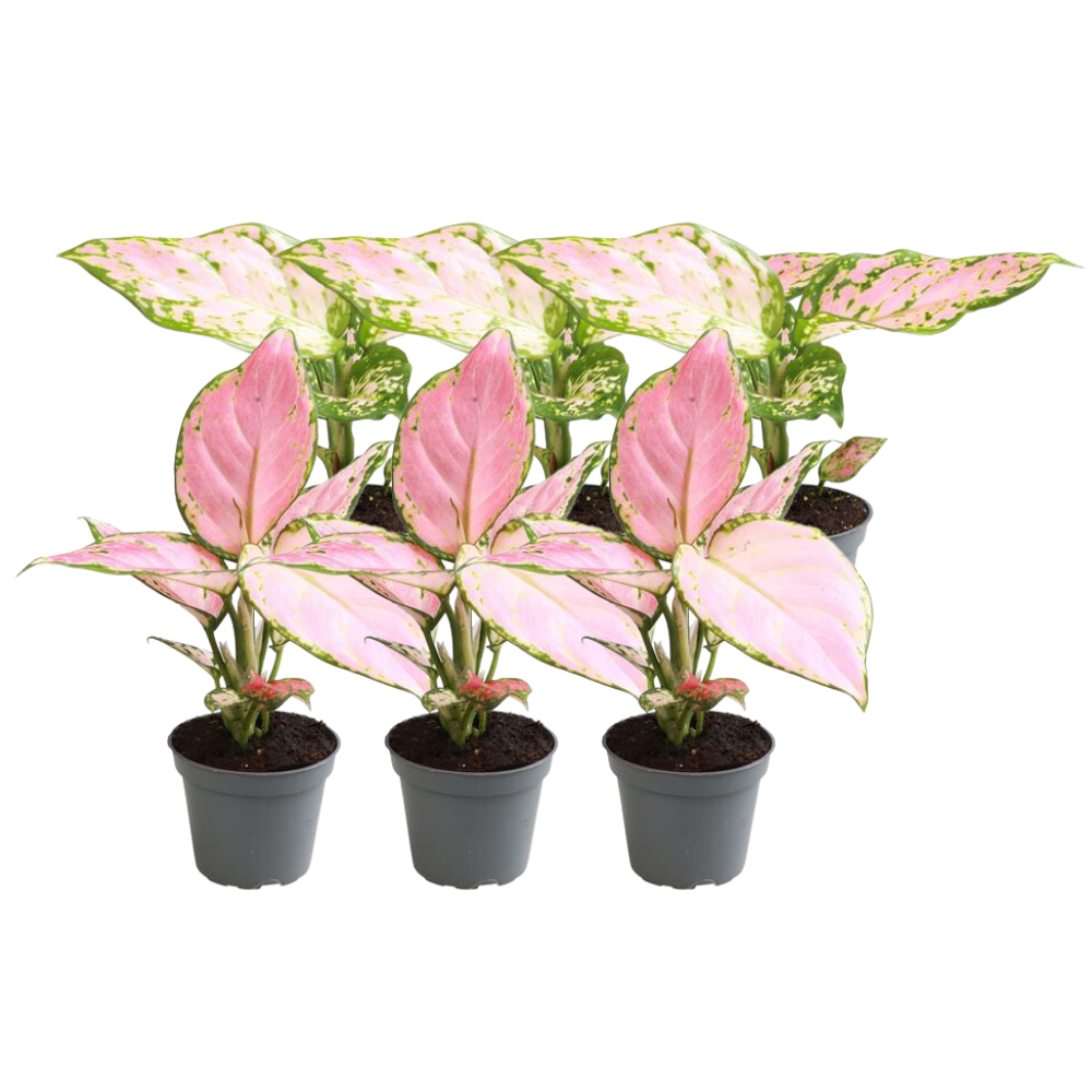 aglaonema rosa cura Aglaonema 'Red Valentine' e Aglaonema 'Red Zirkon' – 6 fiori