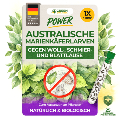 Australische Marienkäfer - Larven gegen Wollläuse, Schmierläuse & Blattläuse - Green Guardia - Ihr Experte für Schädlinge und Pflanzen