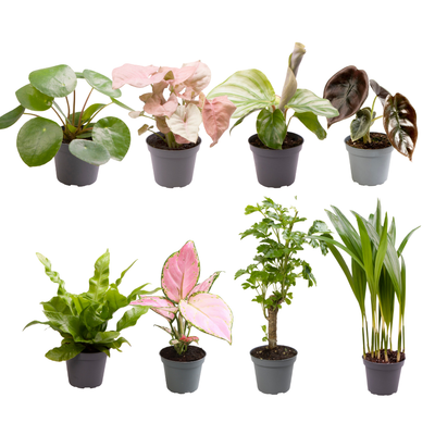 Babypflanzen - Überraschungsbox – Mix aus Jungpflanzen - 4 - 8 Pflanzen pro Set - Green Guardia - Ihr Experte für Schädlinge und Pflanzen