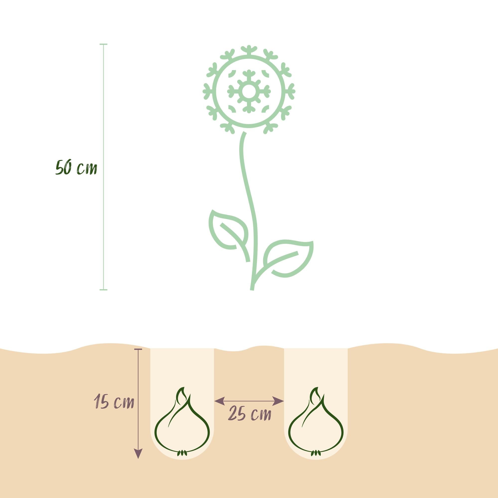 Blumenzwiebeln – Allium christophii – winterhart & mehrjährig – lila – 15 Stück – Zwiebelgröße 10/2 – XXL Pack - Green Guardia - Ihr Experte für Schädlinge und Pflanzen