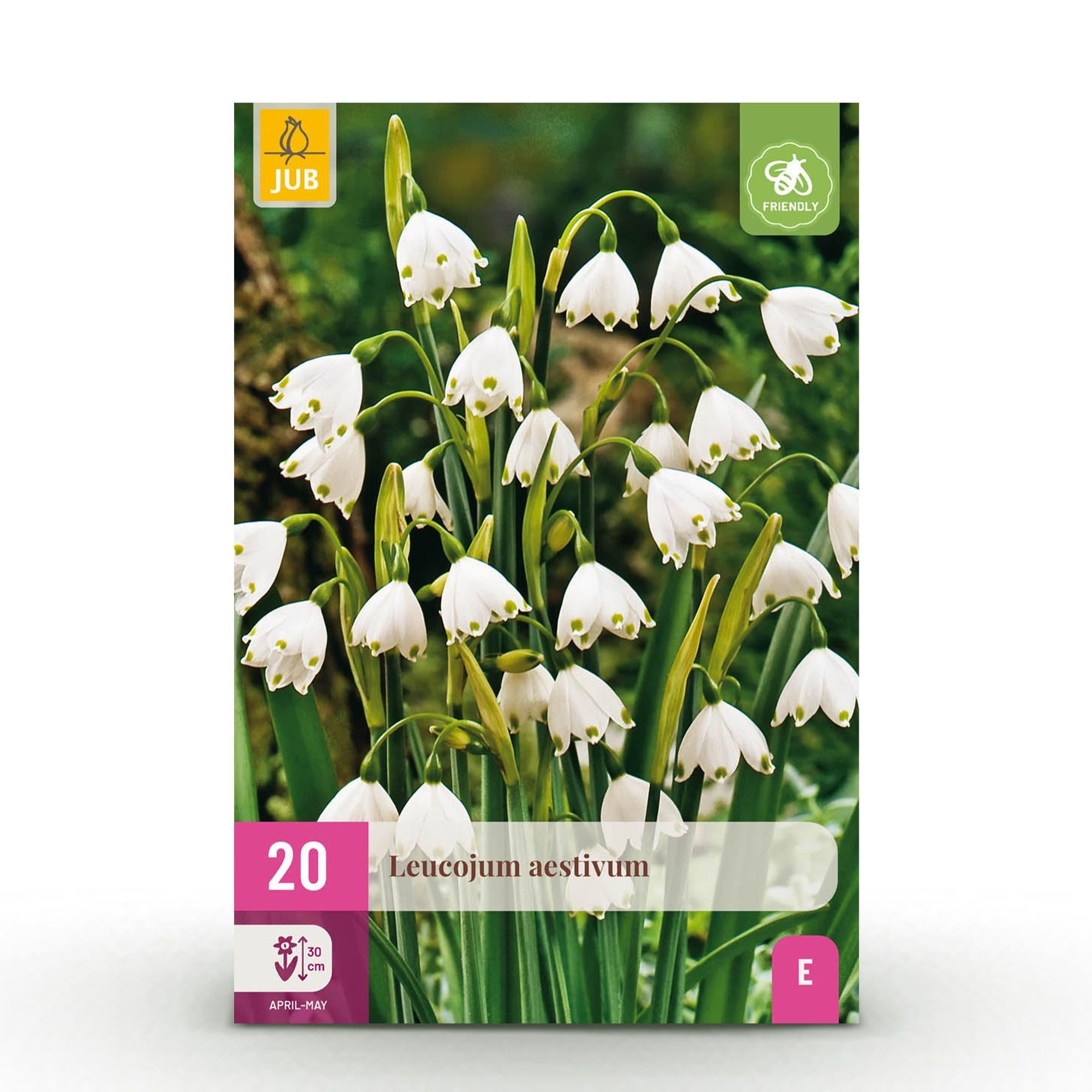 Blumenzwiebeln – Leucojum aestivum – winterhart & mehrjährig – weiß – 20 Stück – Zwiebelgröße 8/9 – XXL Pack - Green Guardia - Ihr Experte für Schädlinge und Pflanzen