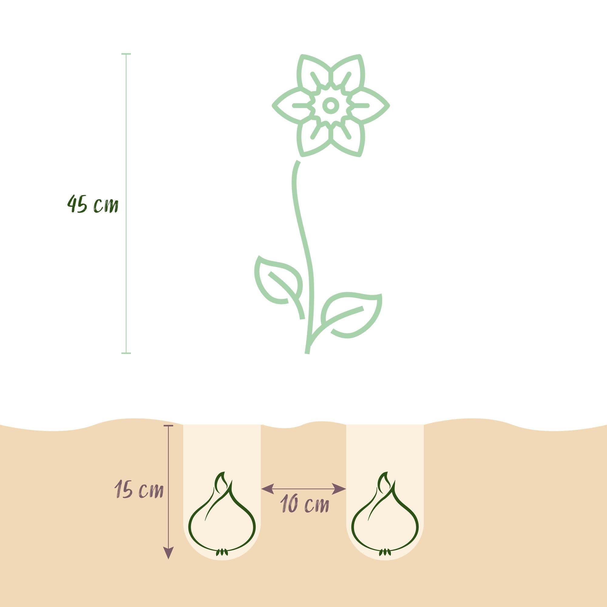 Blumenzwiebeln – Narzisse Large Cupped Mix – winterhart & mehrjährig – gelb & weiß – 15 Stück – Zwiebelgröße 12/14 – XXL Pack - Green Guardia - Ihr Experte für Schädlinge und Pflanzen