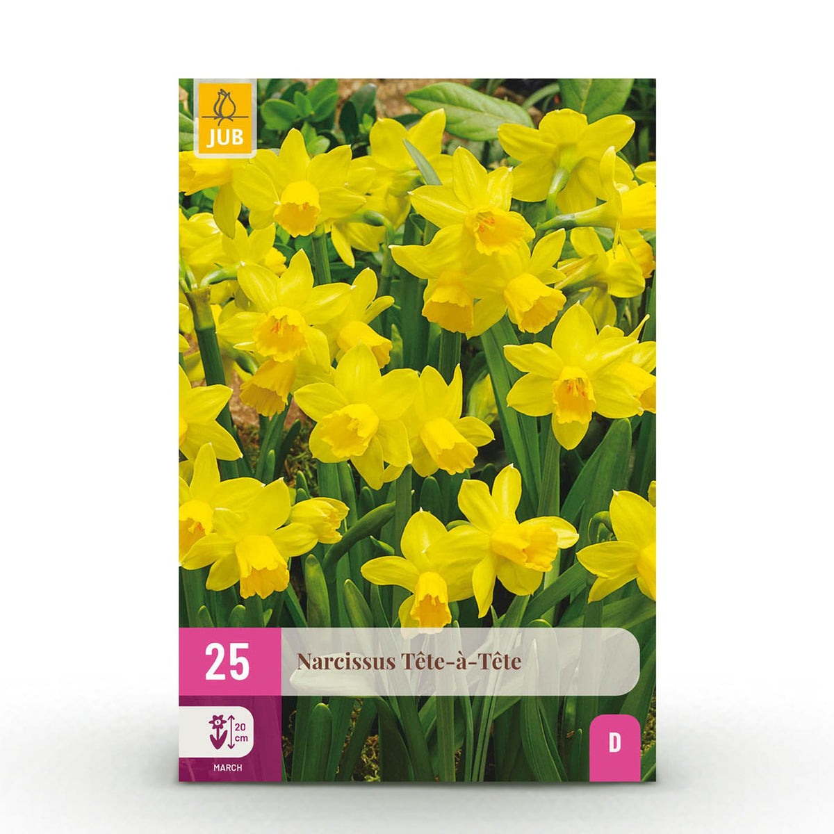 Blumenzwiebeln – Narzisse ‘Tête - à - Tête’ – winterhart & mehrjährig – gelb – 25 Stück – Zwiebelgröße 10/11 – XXL Pack - Green Guardia - Ihr Experte für Schädlinge und Pflanzen