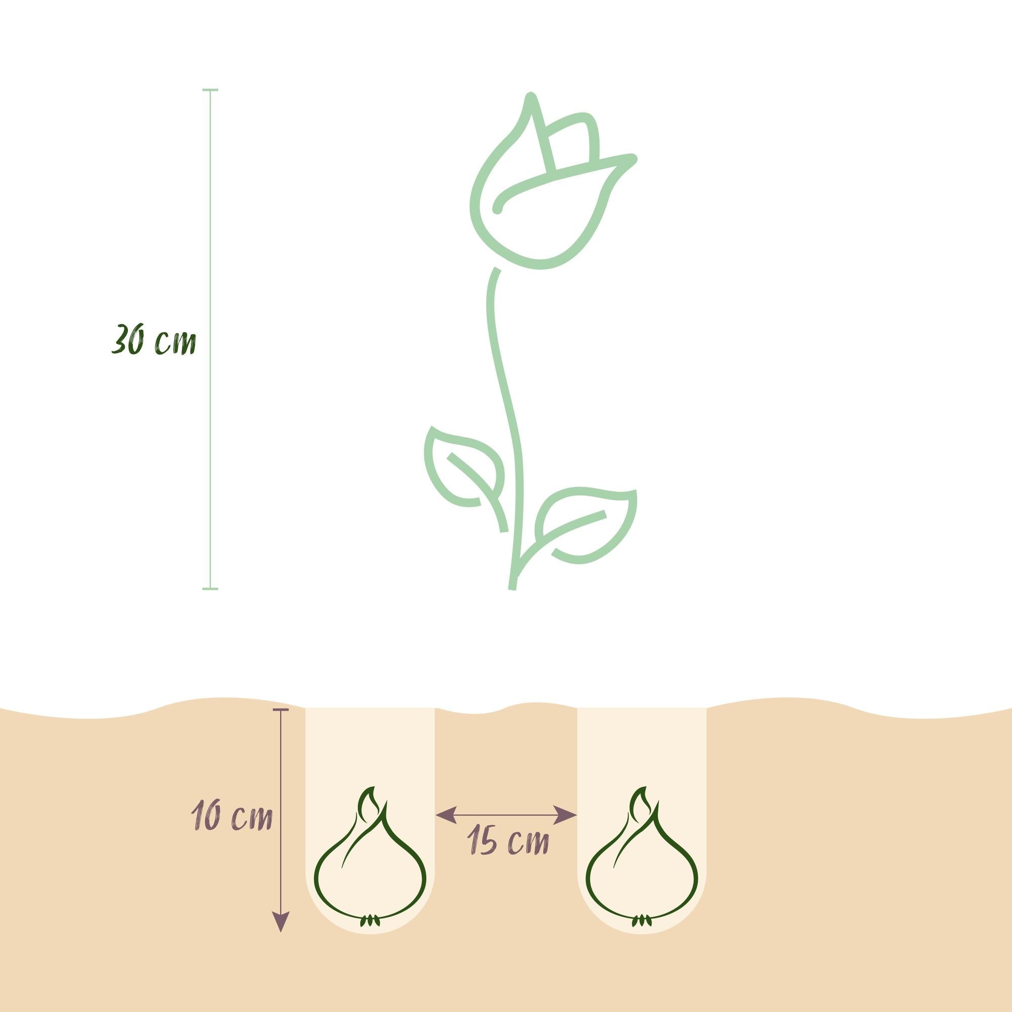 Blumenzwiebeln – Tulpe Greigii ‘Red’ – winterhart & mehrjährig – rot – 15 Stück – Zwiebelgröße 11/12 – XXL Pack - Green Guardia - Ihr Experte für Schädlinge und Pflanzen