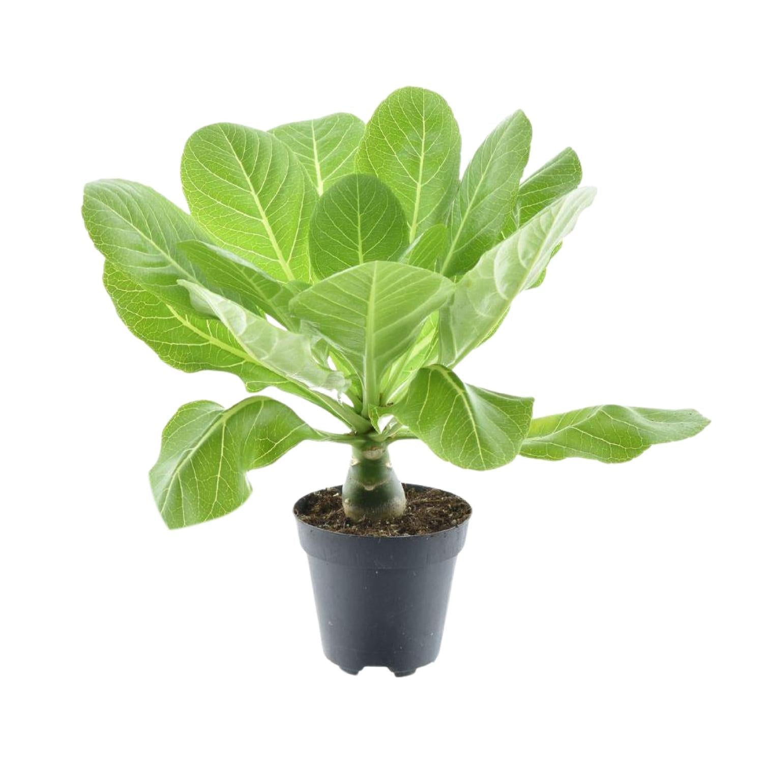 Brighamia insignis ‘Hawaii Palm’ – Hawaii - Palme – 12 cm Topf, 37 cm hoch - Green Guardia - Ihr Experte für Schädlinge und Pflanzen