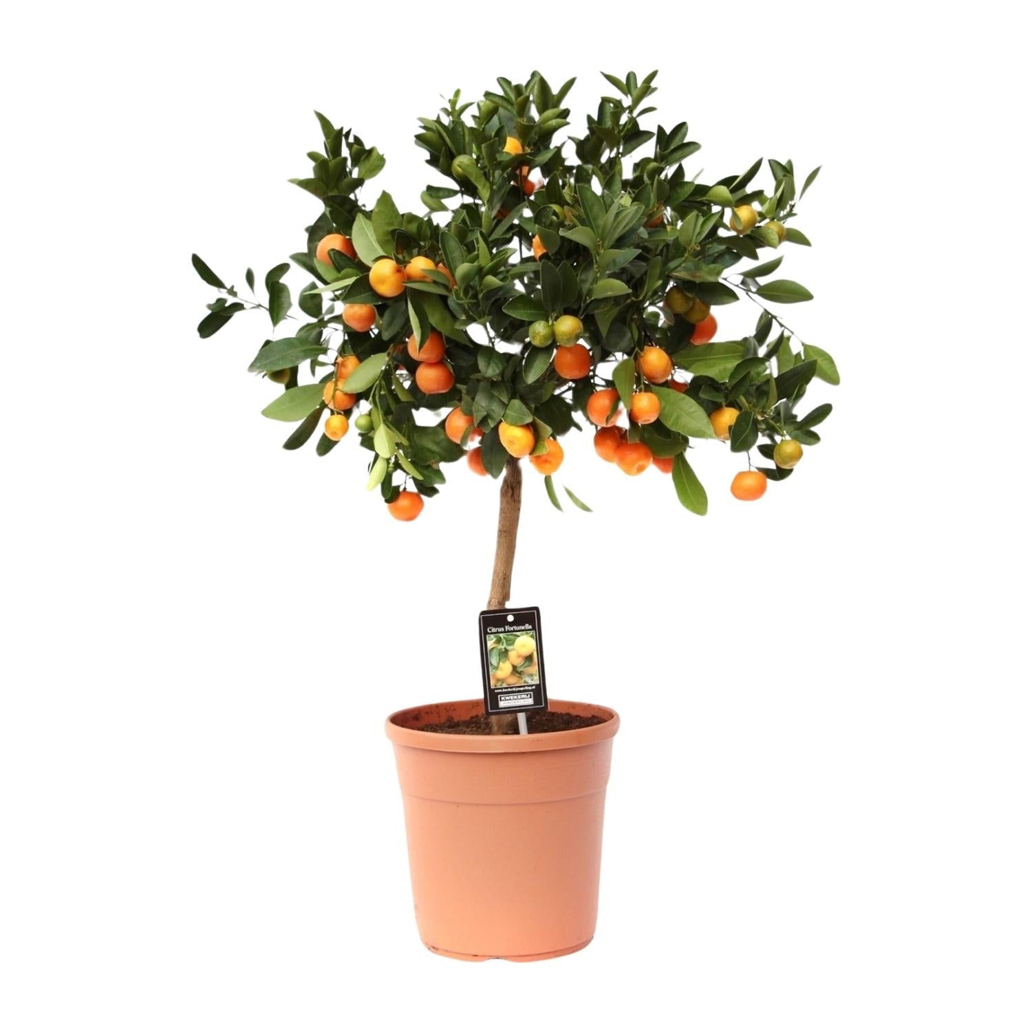 Calamondinorange (Citrus calamondin) – 40–80 cm - Green Guardia - Ihr Experte für Schädlinge und Pflanzen