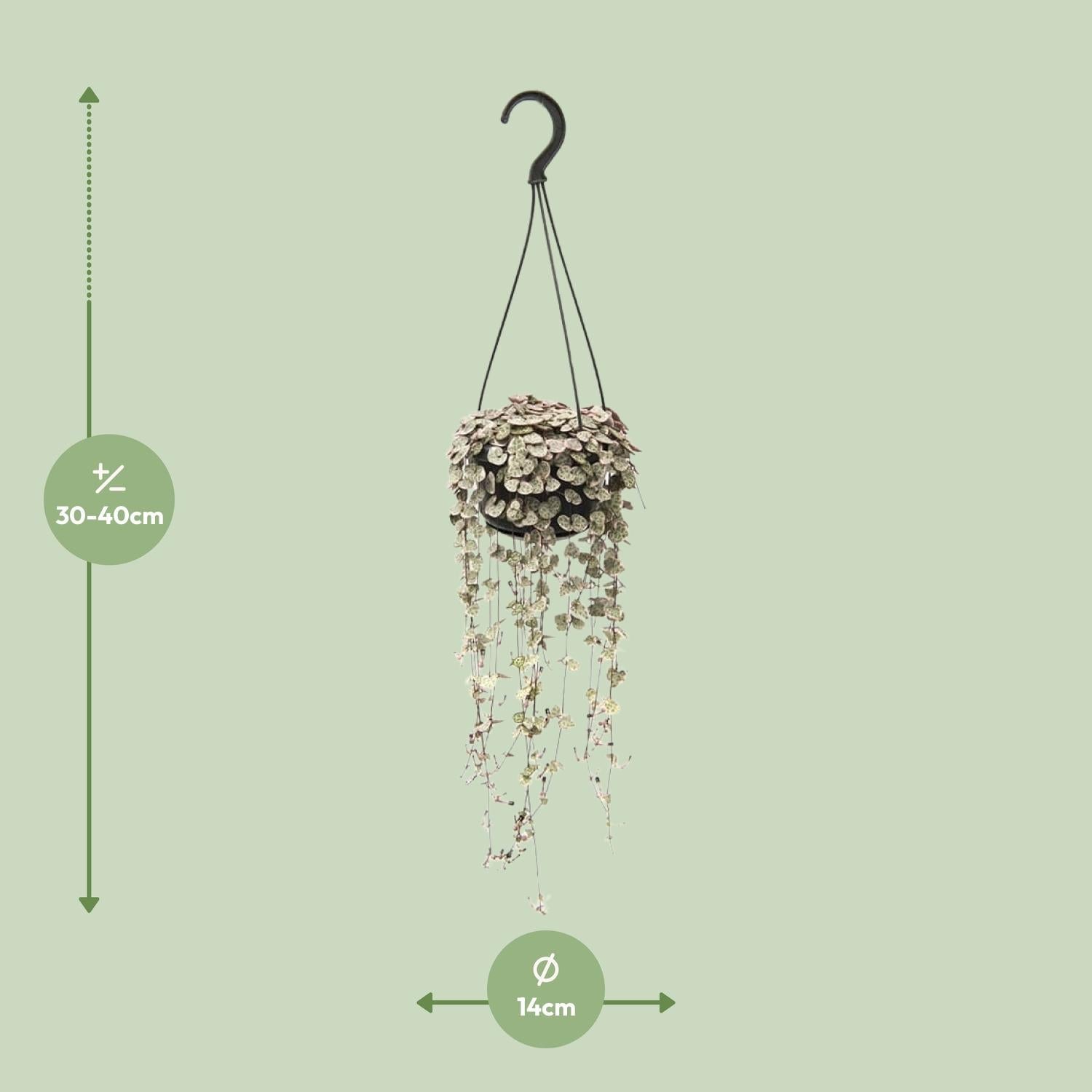 Ceropegia linearis subsp. woodii ‘Variegata’ – Leuchterblume – 14 cm Topf, 38 cm hoch - Green Guardia - Ihr Experte für Schädlinge und Pflanzen