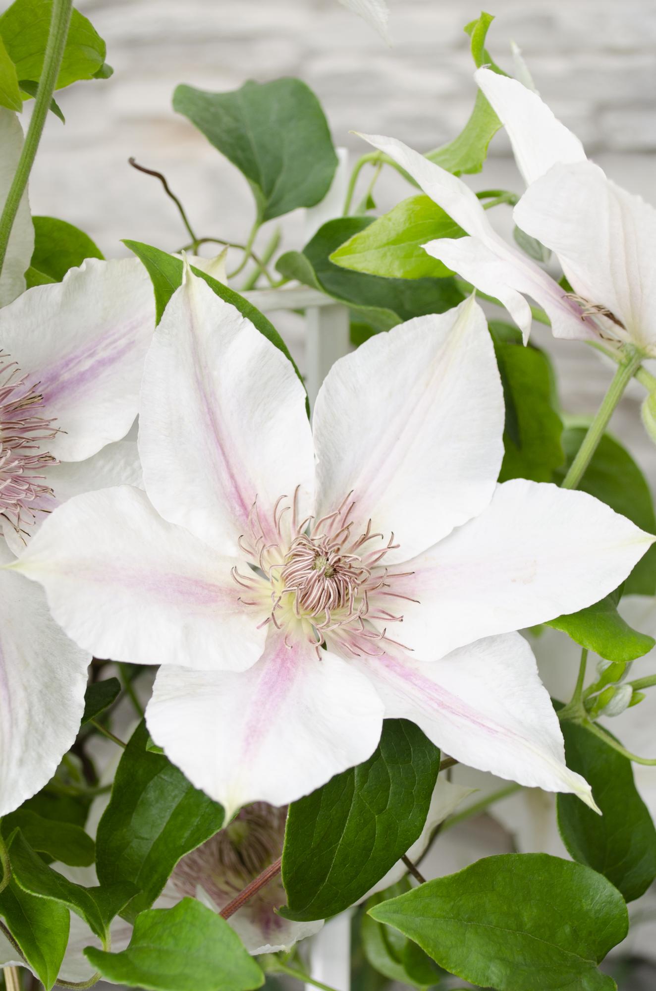 Clematis ‘Corinne’ – kompakte, weiß blühende Kletterpflanze, Ø15 cm, ↕65 cm - Green Guardia - Ihr Experte für Schädlinge und Pflanzen