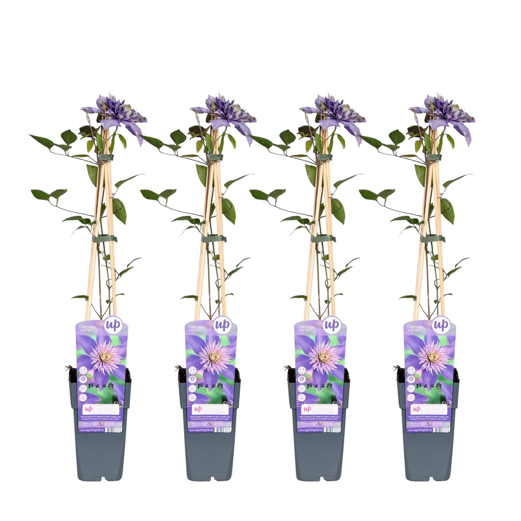 Clematis ‘Multi Blue’ – großblütige, blau - violette Kletterpflanze, 15 cm Topf, 65 cm hoch - Green Guardia - Ihr Experte für Schädlinge und Pflanzen