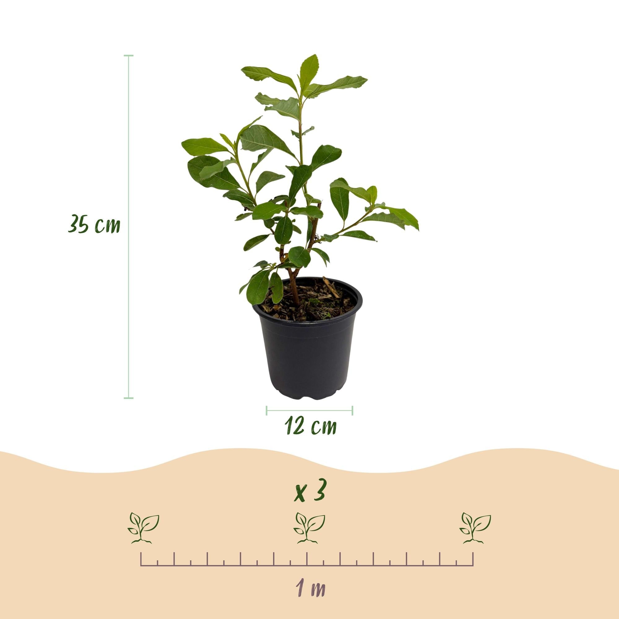 Cornus florida – laubabwerfend & pflegeleicht – weiß - rosa Blüte – 12 cm Topf, ca. 35 cm hoch - Green Guardia - Ihr Experte für Schädlinge und Pflanzen