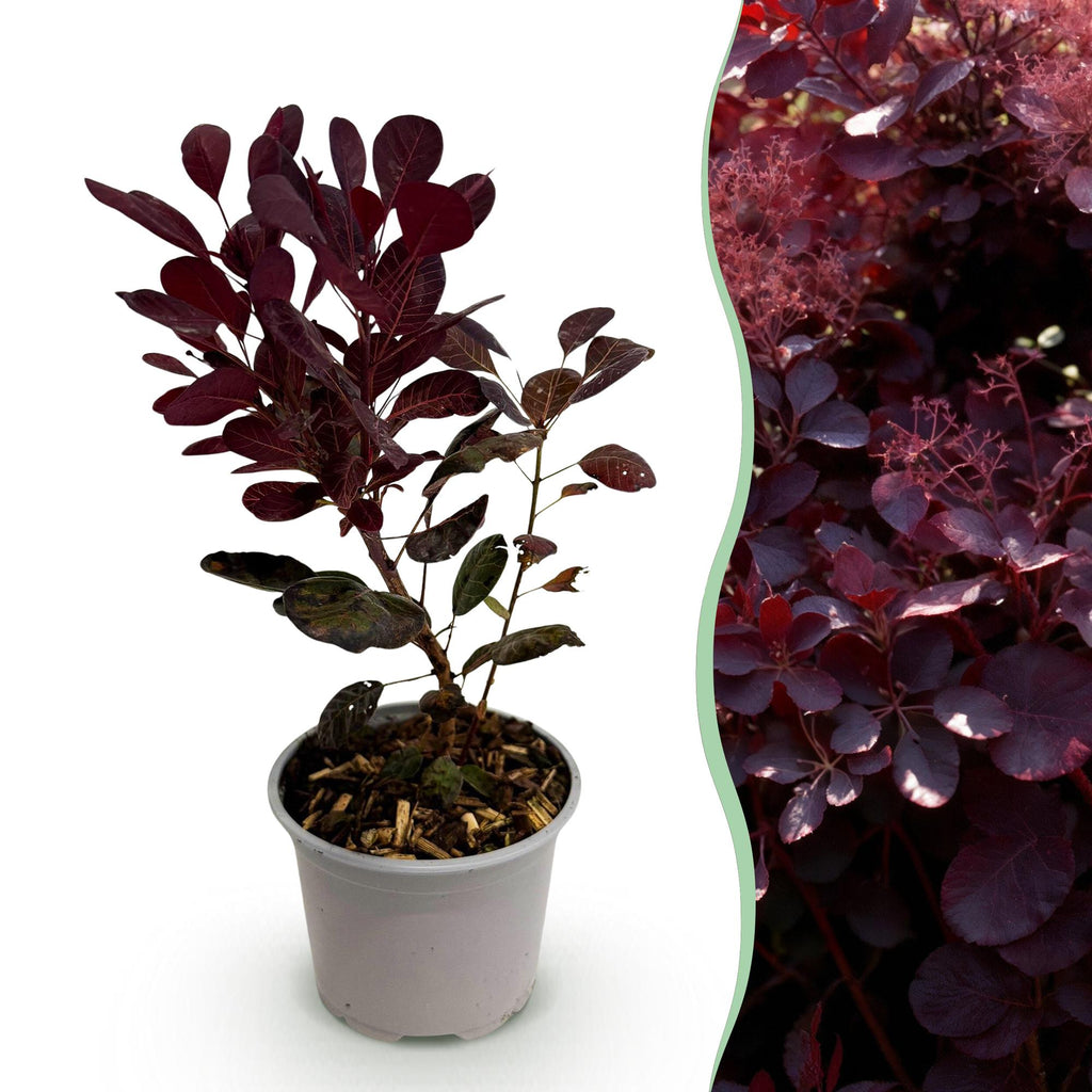 Cotinus coggyria ‚Lilla' – laubabwerfend & pflegeleicht – lila Blatt –