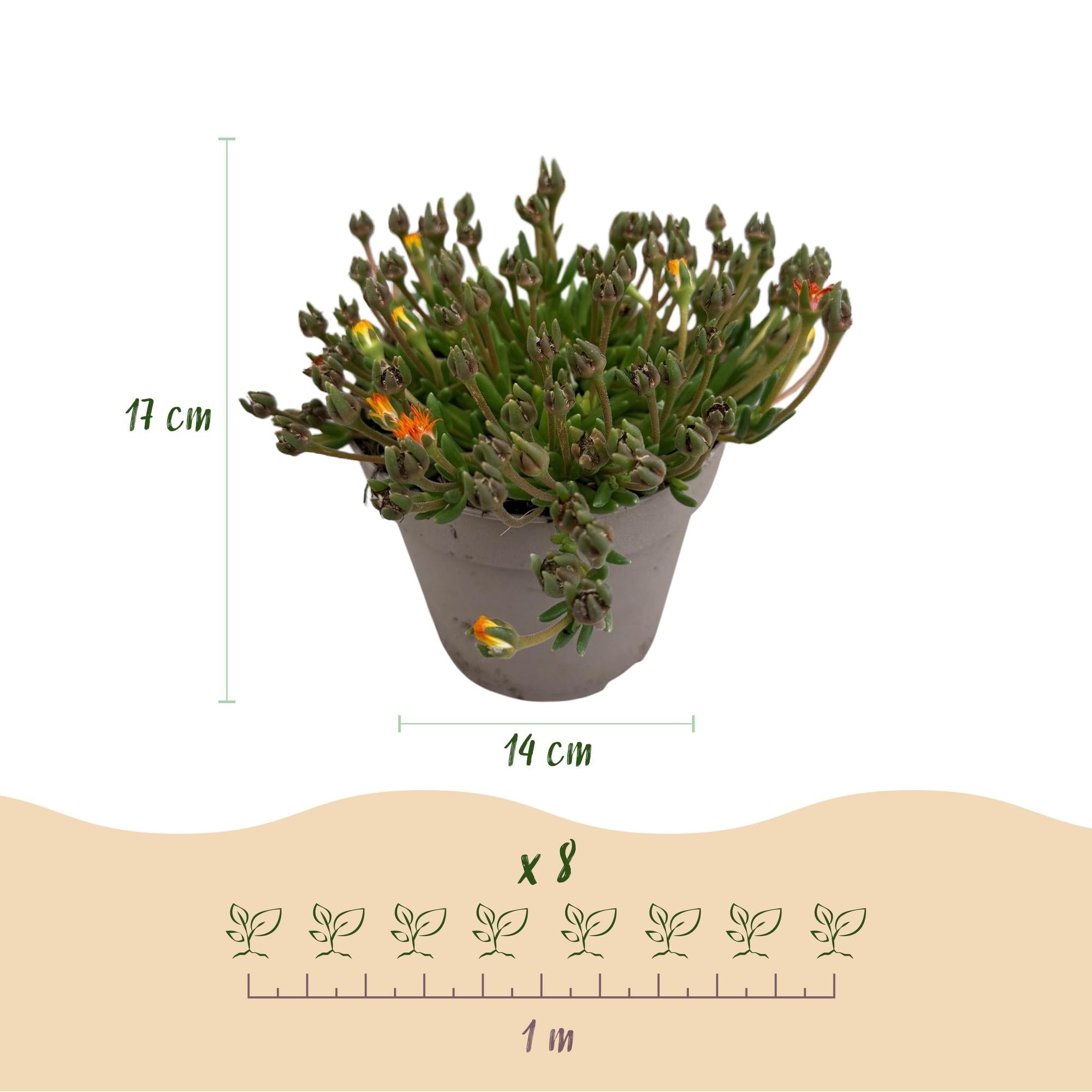 Delosperma ‘Jewel of Dessert’ – Bodendecker – winterhart & pflegeleicht – rot - orange - lila - rosa – 4 Pflanzen – 14 cm Topf, ca. 17 cm hoch - Green Guardia - Ihr Experte für Schädlinge und Pflanzen