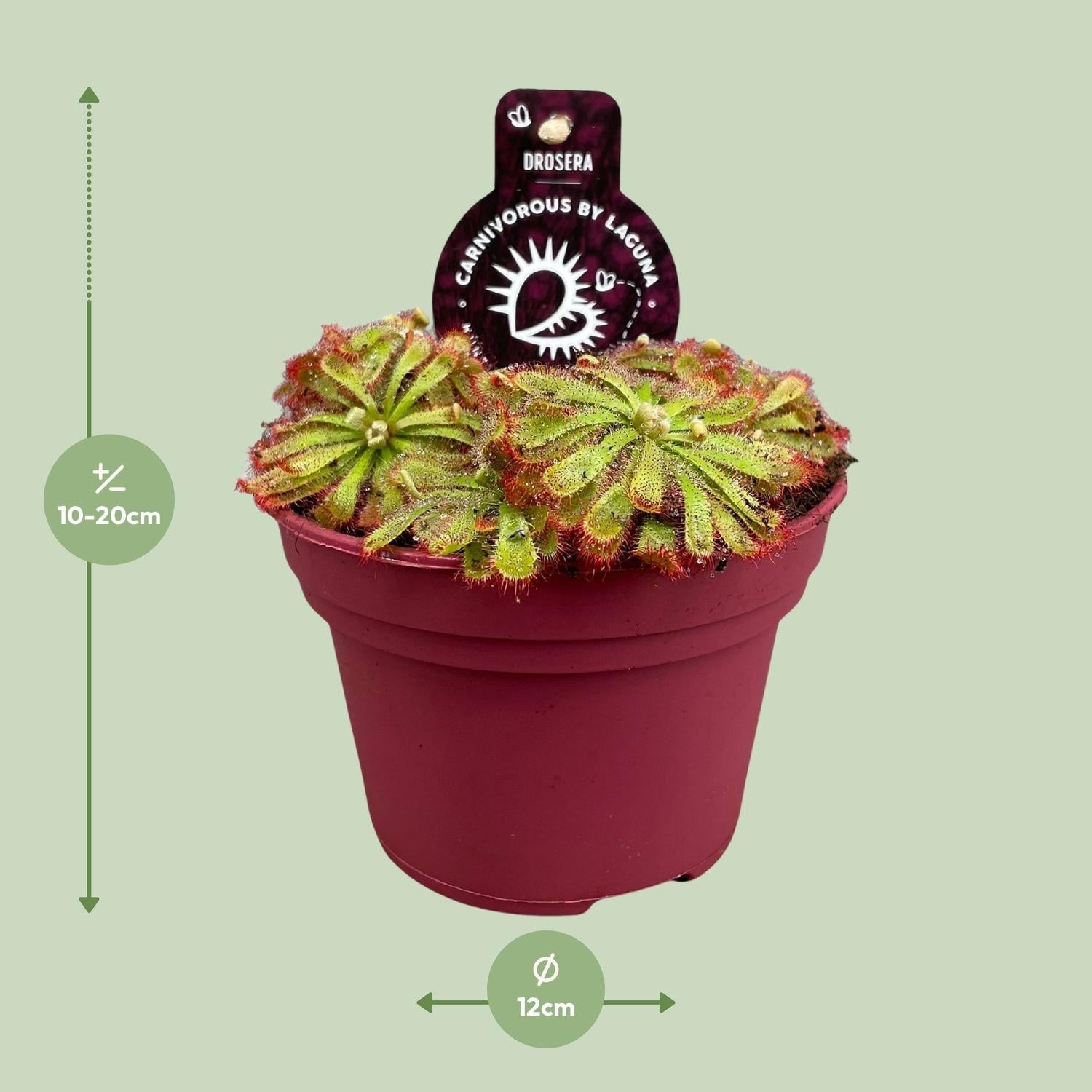 Drosera aliciae – Sonnentau – 12 cm Topf, 12 cm hoch - Green Guardia - Ihr Experte für Schädlinge und Pflanzen