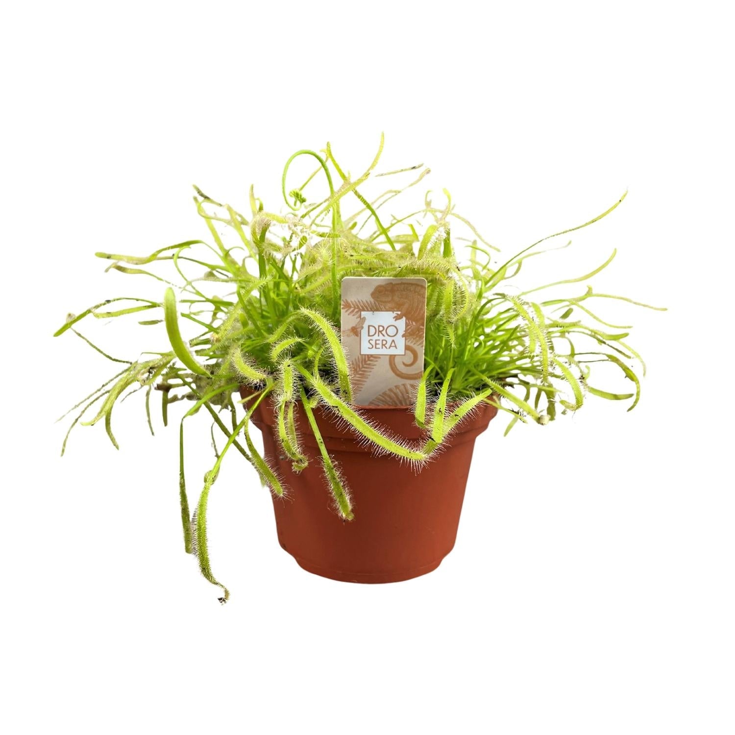 Drosera capensis – Sonnentau – 12 cm Topf, 17 cm hoch - Green Guardia - Ihr Experte für Schädlinge und Pflanzen