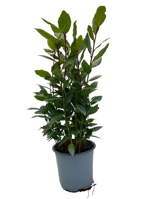 Echter Lorbeer (Laurus nobilis) – 35–130 cm