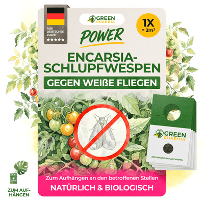 Encarsia - Schlupfwespen gegen Weiße Fliegen - Green Guardia - Ihr Experte für Schädlinge und Pflanzen