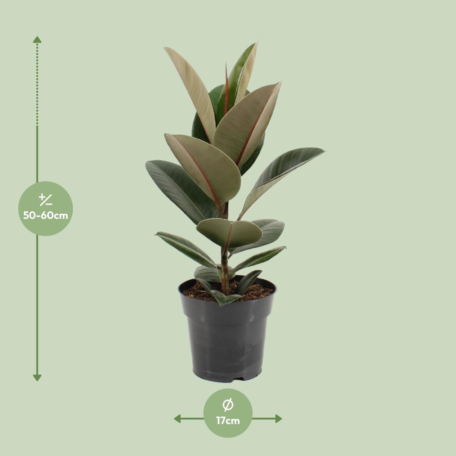 Ficus Elastica ‘Robusta’ – Gummibaum - 35 - 85 cm - Green Guardia - Ihr Experte für Schädlinge und Pflanzen