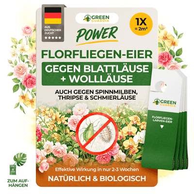 Florfliegenlarven - Eier gegen Blattläuse, Wollläuse - Green Guardia - Ihr Experte für Schädlinge und Pflanzen