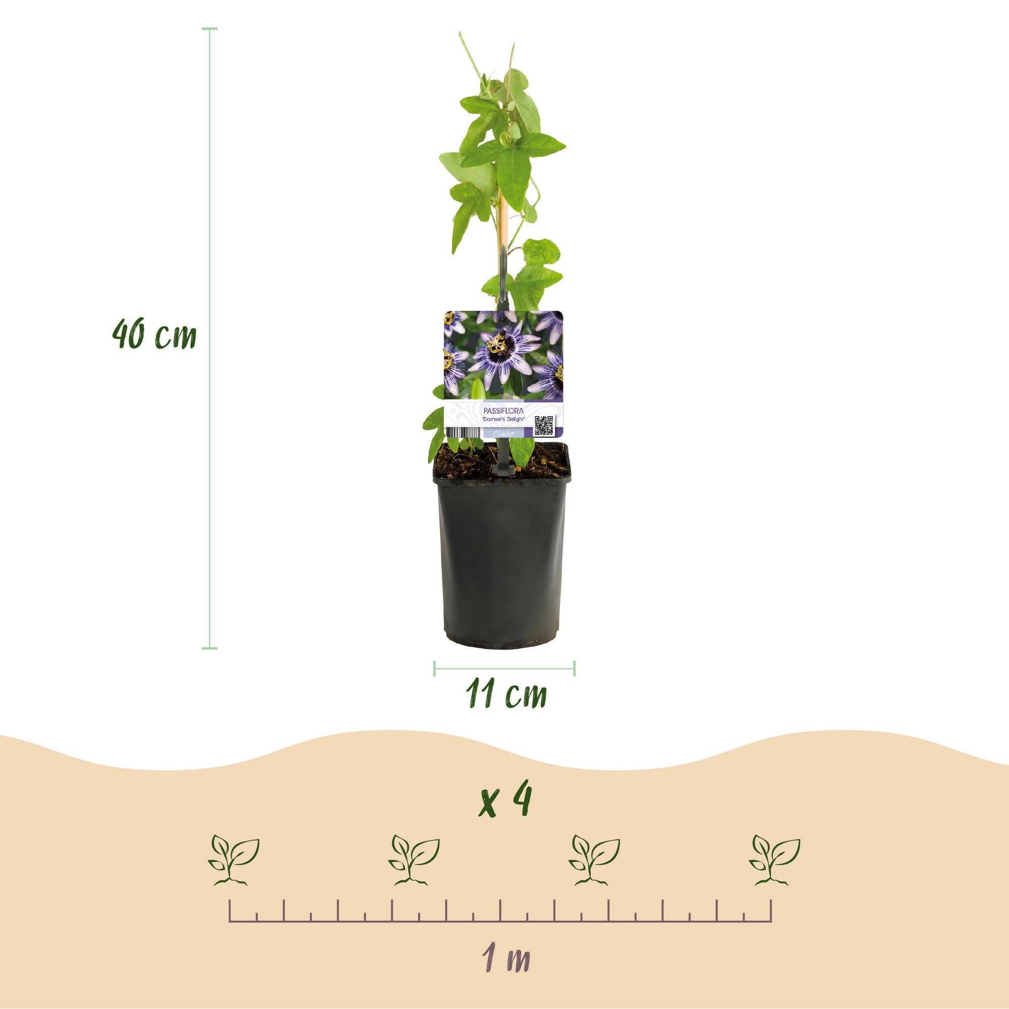 GreenboutiQ - Passionsblume - Passiflora Rainbow - Blume Rosa Weiß Lila Grün - Wenig Pflege - 4 Pflanzen - Topf 11cm Höhe 40cm - Green Guardia - Ihr Experte für Schädlinge und Pflanzen